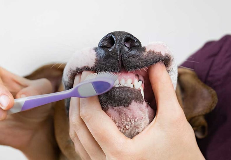 Apple cider vinegar to remove tartar discount from dog's teeth